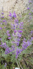 Nepeta curviflora