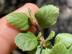 Cercocarpus minutiflorus