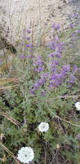 Nepeta curviflora