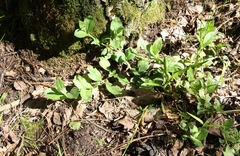 Veronica officinalis