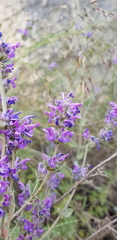 Nepeta curviflora
