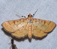 Polygrammodes flavidalis