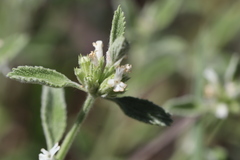 Marrubium parviflorum