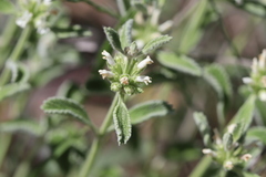 Marrubium parviflorum