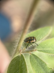 Cryptocephalus castaneus