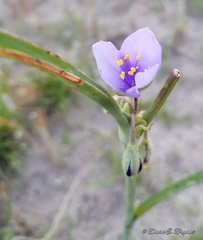 Tradescantia occidentalis