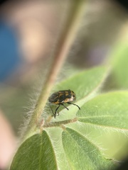 Cryptocephalus castaneus