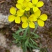 Mountain Wallflower - Photo (c) randomtruth, some rights reserved (CC BY-NC-SA)