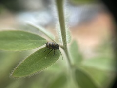 Cryptocephalus castaneus