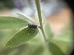 Cryptocephalus castaneus