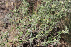 Marrubium parviflorum