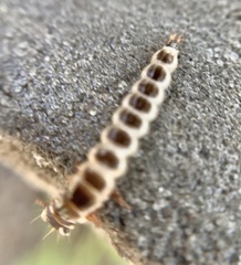 Pterostichus