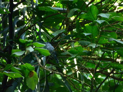 Pachyramphus marginatus