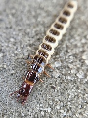 Pterostichus