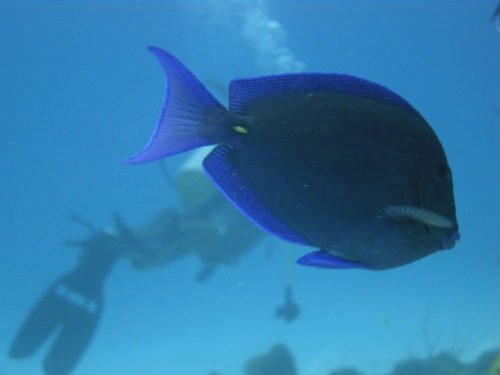Atlantic Blue Tang