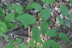 Philadelphus caucasicus