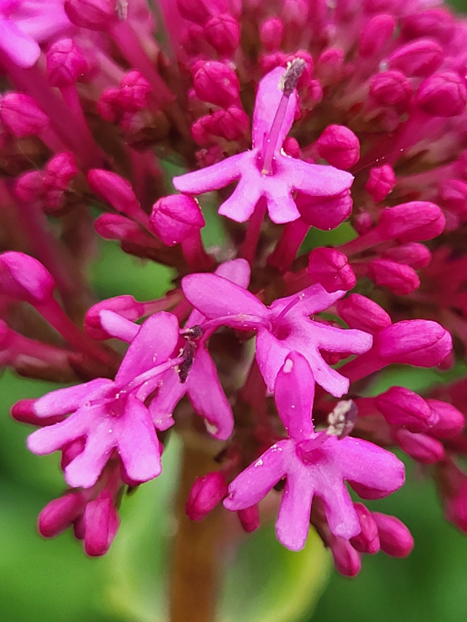 Centranthus
