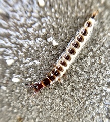 Pterostichus