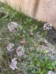 Noccaea caerulescens