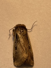 Ochropleura implecta