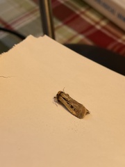 Ochropleura implecta