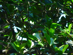 Hemithraupis flavicollis