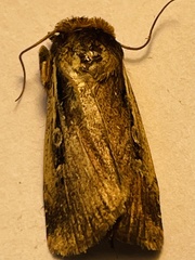 Ochropleura implecta