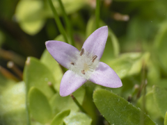 Oldenlandia salzmannii