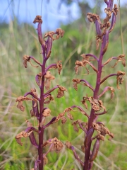 Orchis mascula laxifloriformis