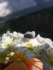 Dermestidae