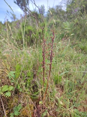 Orchis mascula laxifloriformis