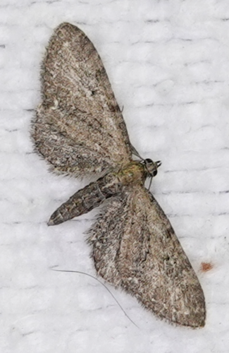 Common Pug, Amsterdam, Oude Haagseweg, photo 7 of 10