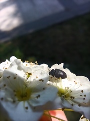 Dermestidae