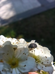Dermestidae