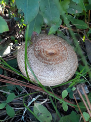 Lactarius quieticolor