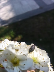 Dermestidae