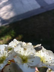 Dermestidae