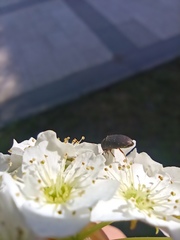 Dermestidae
