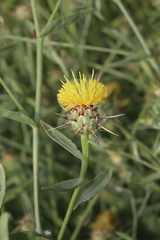 Centaurea sicula