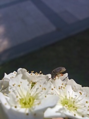 Dermestidae