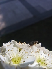 Dermestidae