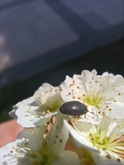 Dermestidae