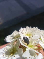 Dermestidae