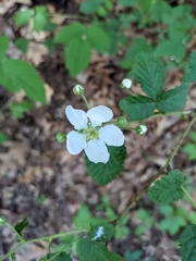 Rubus