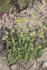 Helianthemum squamatum
