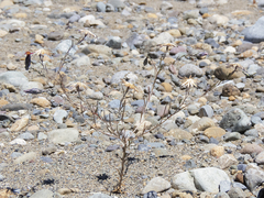 Chaetanthera microphylla
