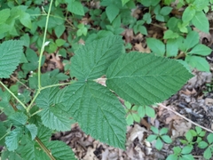 Rubus