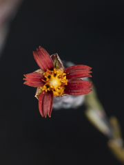 Chaetanthera microphylla