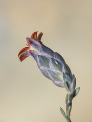 Chaetanthera microphylla