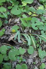 Galanthus alpinus
